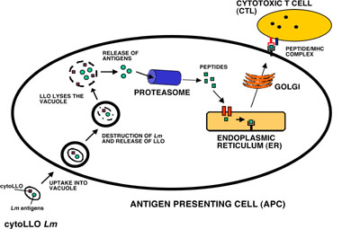 Illustration of Augustus Kesselly's Research